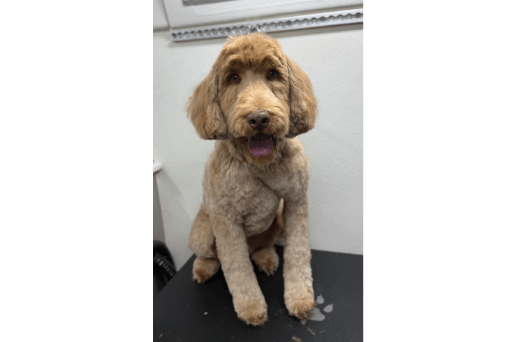Shaggy Dog Grooming