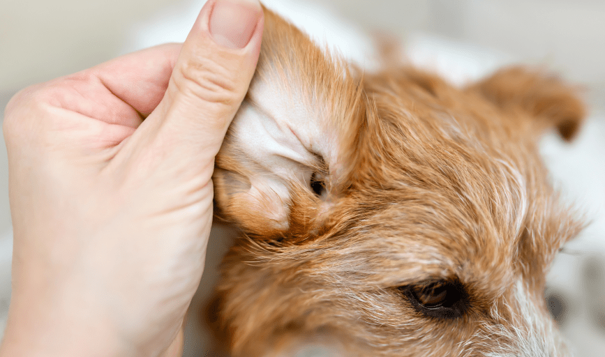 Shaggy Dog Grooming