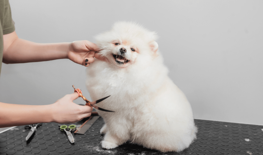 Dog Haircut
