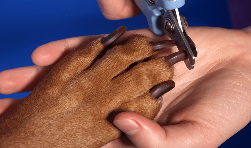 Shaggy Dog Grooming