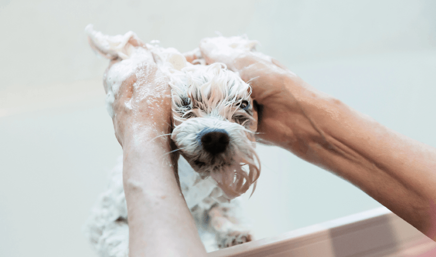 Shaggy Dog Grooming